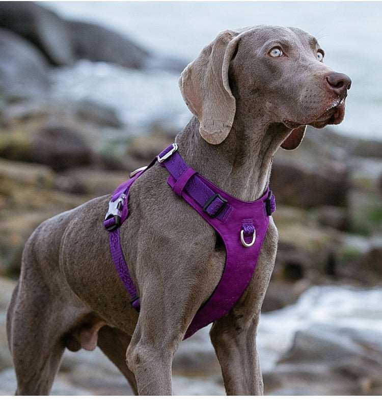 Adjustable Dog Harness Light Weight Various Sizes Australia Dealbest